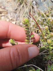 Pimelea mesoa mesoa