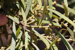 Acacia oswaldii