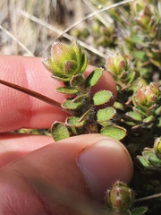 Pimelea mesoa mesoa