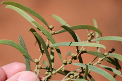 Acacia oswaldii