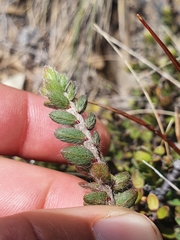 Pimelea mesoa mesoa