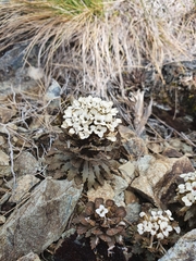 Notothlaspi rosulatum