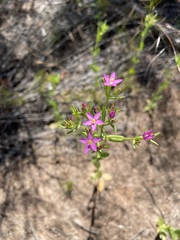 Centaurium tenuiflorum