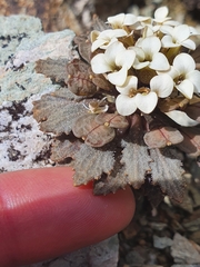 Notothlaspi rosulatum