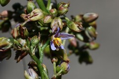 Dianella longifolia longifolia