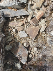 Notothlaspi rosulatum