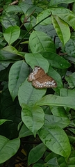Euthalia monina