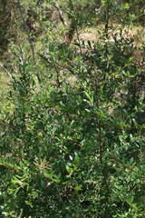 Bursaria spinosa spinosa