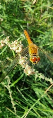 Sympetrum depressiusculum