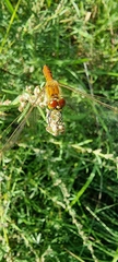 Sympetrum depressiusculum