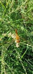 Sympetrum depressiusculum