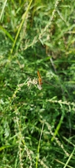 Sympetrum depressiusculum