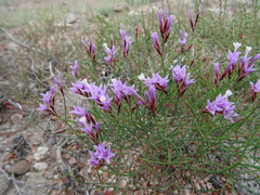 Limonium kaschgaricum