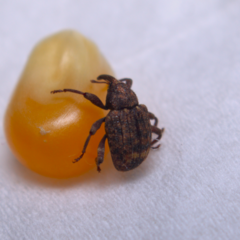 Conotrachelus posticatus