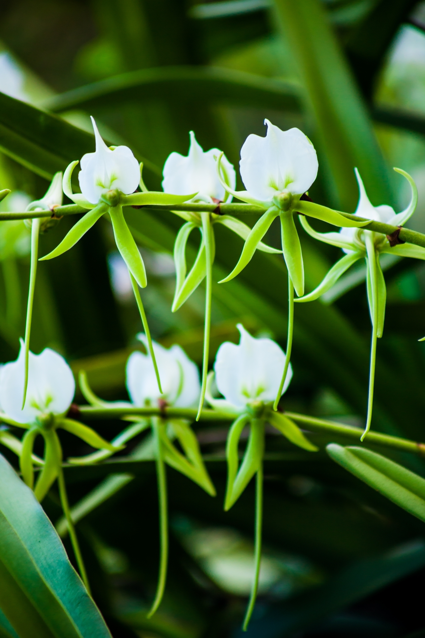 Angraecum eburneum Bory 2