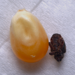 Conotrachelus posticatus