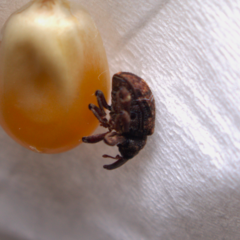 Conotrachelus posticatus