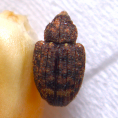 Conotrachelus posticatus