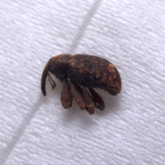 Conotrachelus posticatus