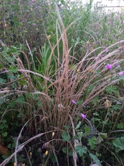Festuca myuros