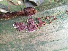 Trichaptum byssogenum