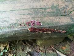 Trichaptum byssogenum