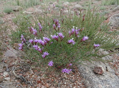 Limonium kaschgaricum