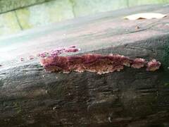 Trichaptum byssogenum