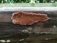 Trichaptum byssogenum