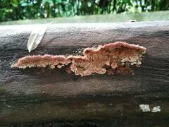 Trichaptum byssogenum