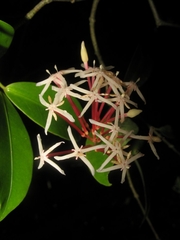 Ixora cremixora