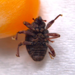 Conotrachelus posticatus