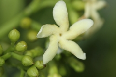 Tabernaemontana mocquerysi