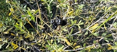 Nitraria sibirica
