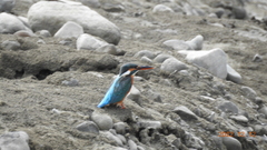 Alcedo atthis bengalensis