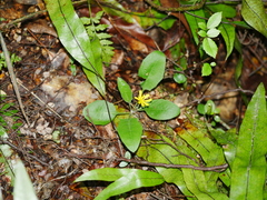 Hieracium lepidulum