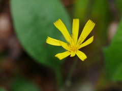 Hieracium lepidulum