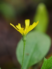 Hieracium lepidulum