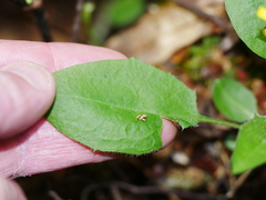Hieracium lepidulum