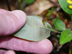 Hieracium lepidulum