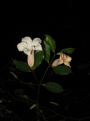 Mascarenhasia