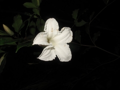Mascarenhasia