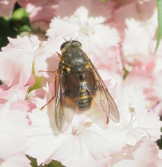 Scaptia