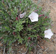 Convolvulus tragacanthoides