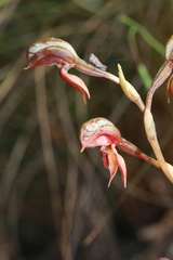 Pterostylis rufa