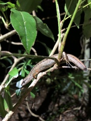 Saproscincus spectabilis