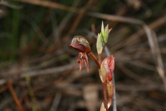 Pterostylis rufa