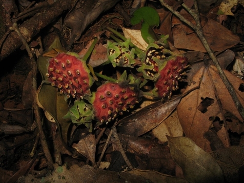 Decarydendron lamii image