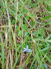 Lobelia pedunculata