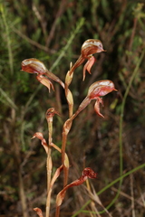 Pterostylis rufa
